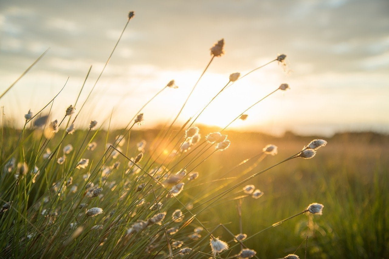 plume, sunset, yellow-2428666.jpg