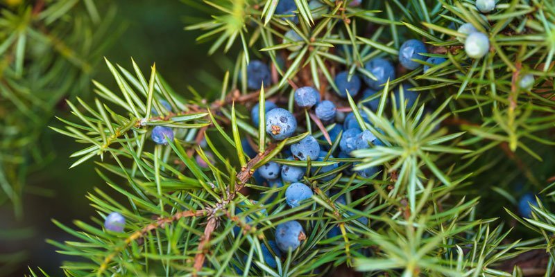 Ecocradle Hair Oil Ingredient Juniper Berry