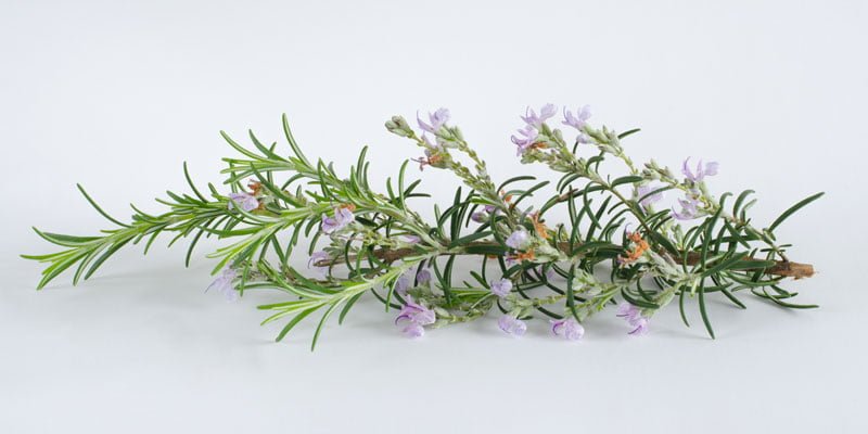 Ecocradle Hair Oil Ingredient Rosemary